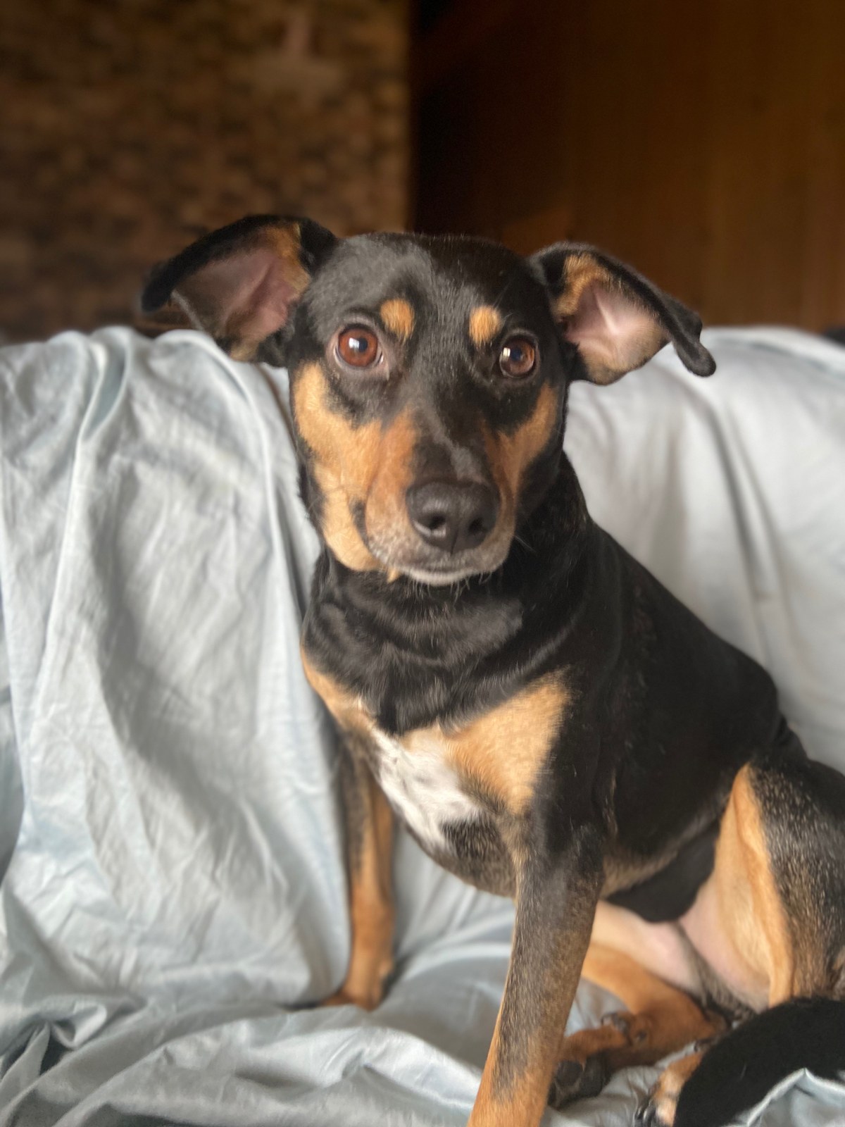 Gunther, a black and tan dog, sitting on a couch