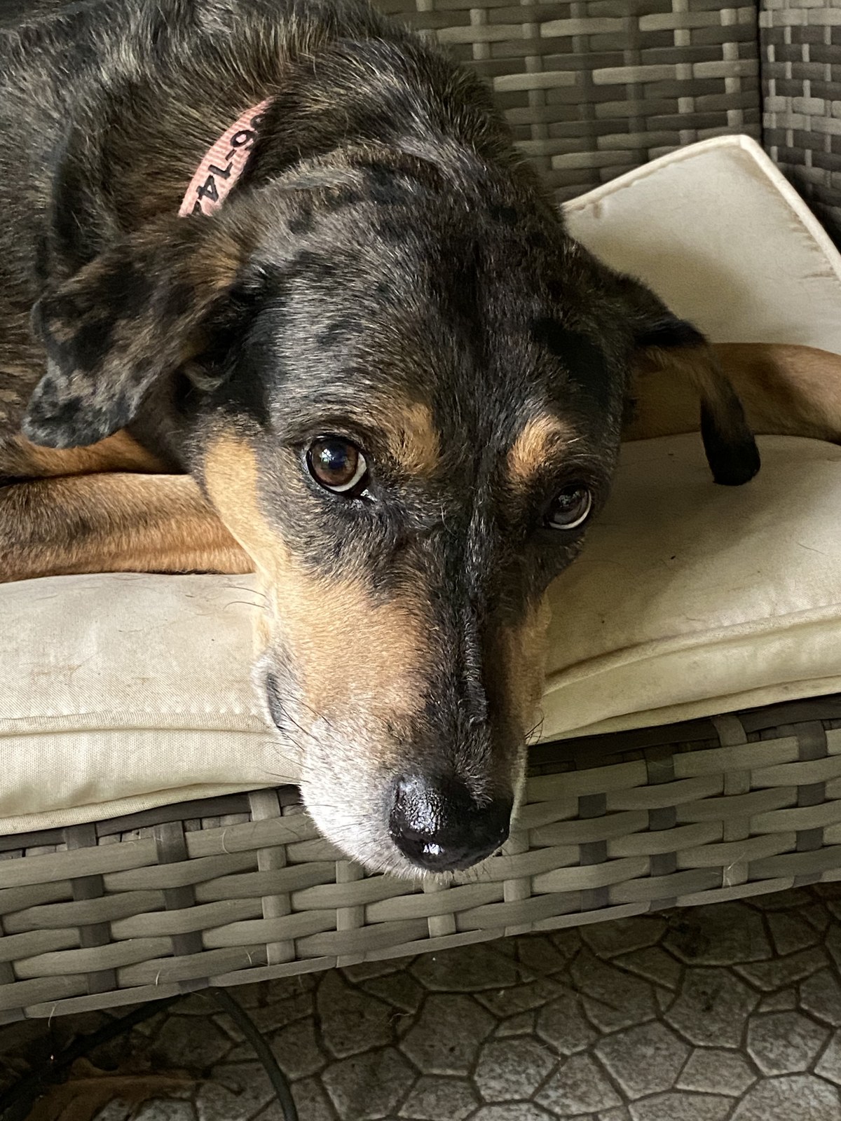 Phoebe resting on a cushioned wicker chair